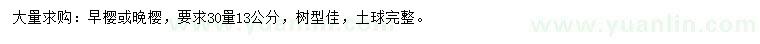 求購30量13公分早櫻或晚櫻