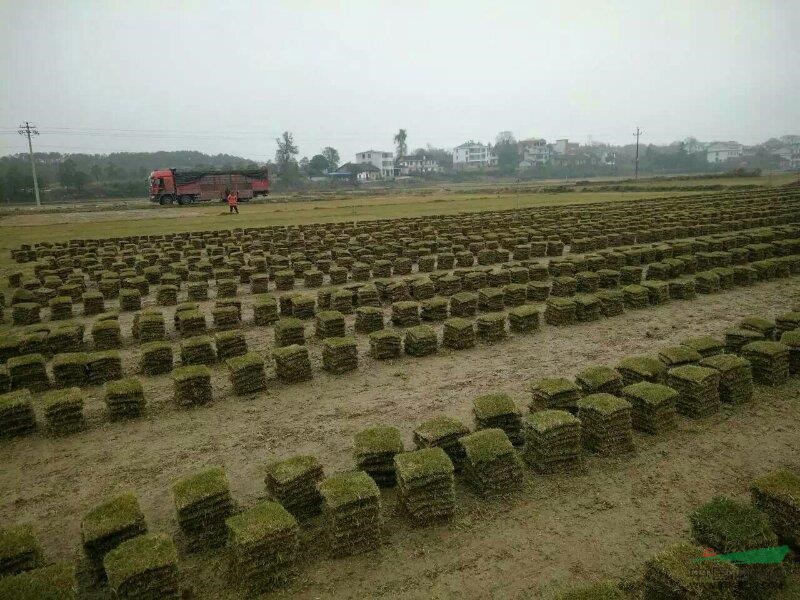 馬尼拉草皮