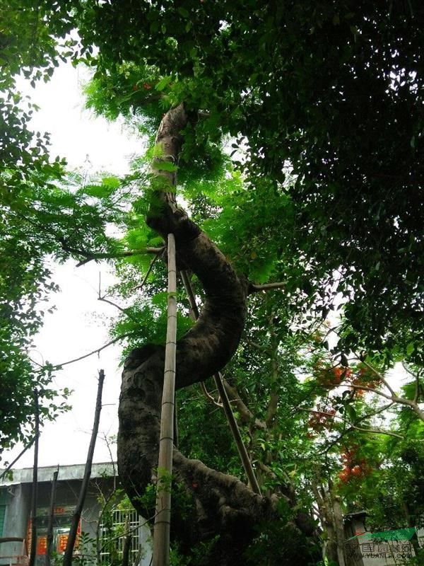 福建造形紅花楹