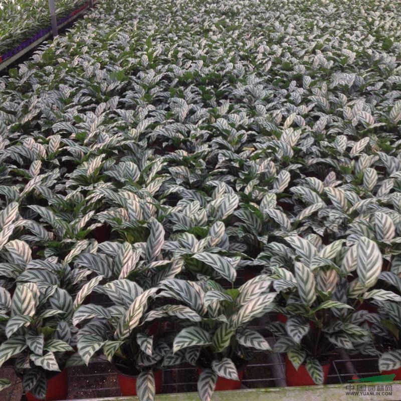 供應(yīng)大量雙線竹芋