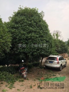 桂花17公分