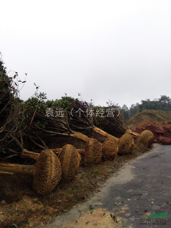 桂花17公分