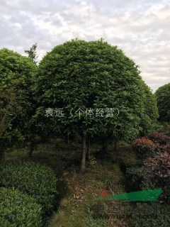 桂花14公分