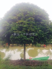 桂花14公分