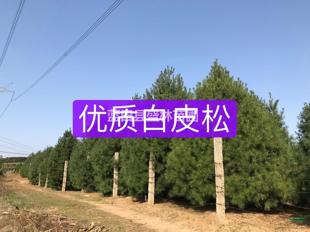 ★★★西安優質白皮松直銷★★★
