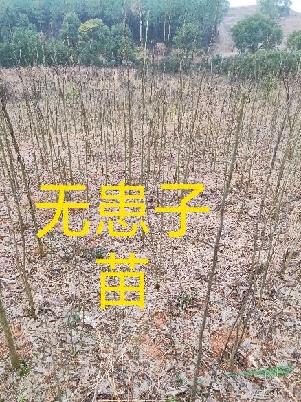 大量供应1公分到10公分的金合欢和合欢.