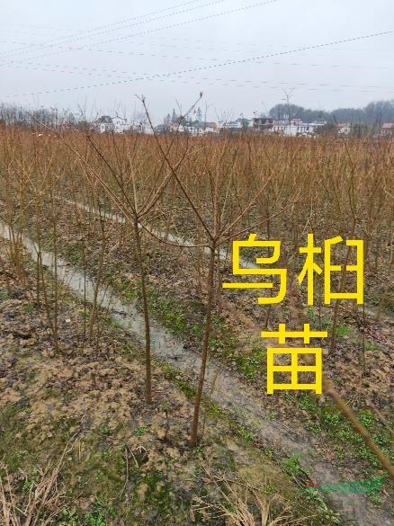 大量供应1公分到10公分的金合欢和合欢.