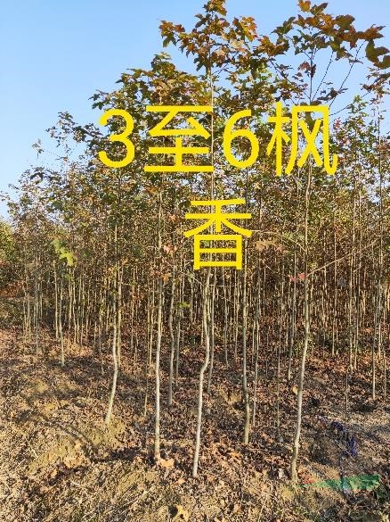 大量供应1公分到10公分的金合欢和合欢.
