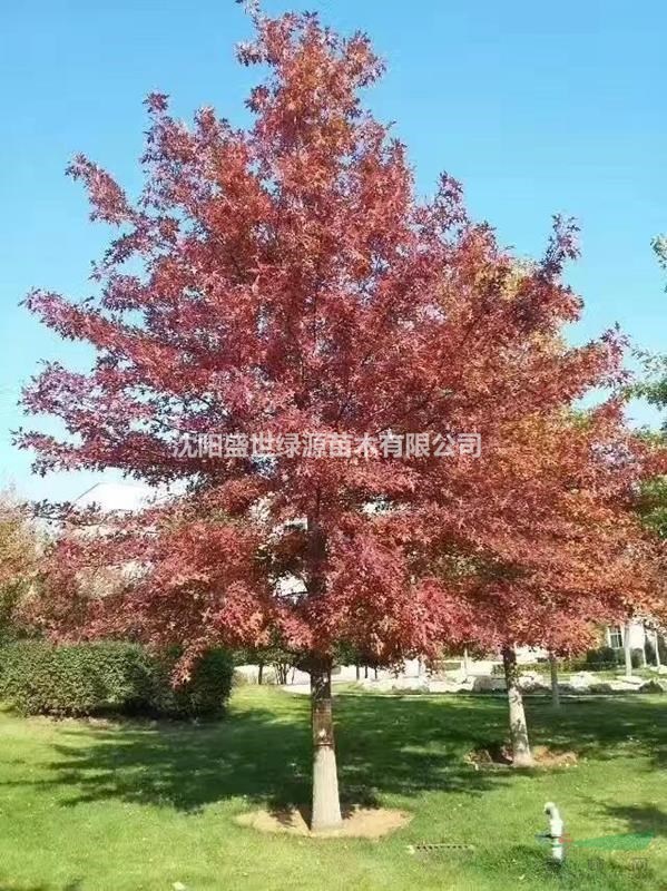 北美红栎（进口）