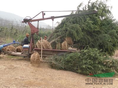 現(xiàn)在4米雪松二級(jí)苗松價(jià)格.4米雪松二級(jí)苗松價(jià)格