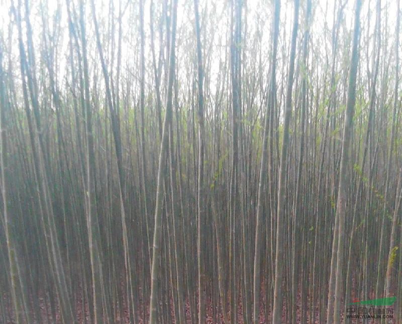 2—20公分垂柳的價格，柳樹的價格，黃皮柳，金絲垂柳