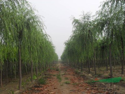 2—20公分垂柳的價格，柳樹的價格，黃皮柳，金絲垂柳