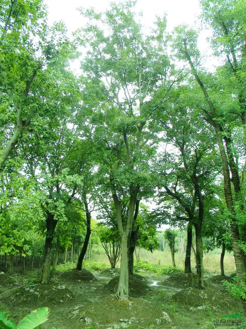 2015年樸樹(shù)圖片，15公分樸樹(shù)，20公分樸樹(shù)，30公分樸樹(shù)