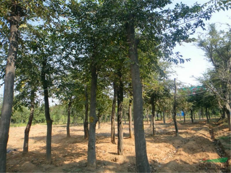 2015年樸樹(shù)圖片，15公分樸樹(shù)，20公分樸樹(shù)，30公分樸樹(shù)