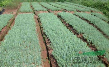 2015年雪松的價格，雪松的圖片，雪松小苗，雪松基地