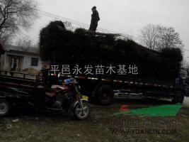 苗圃直销柿子苗价格全网最低欢迎考察