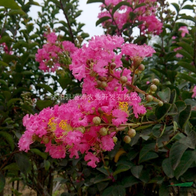 青島紅花紫薇價格 100公分150公分青島紅花紫薇價格