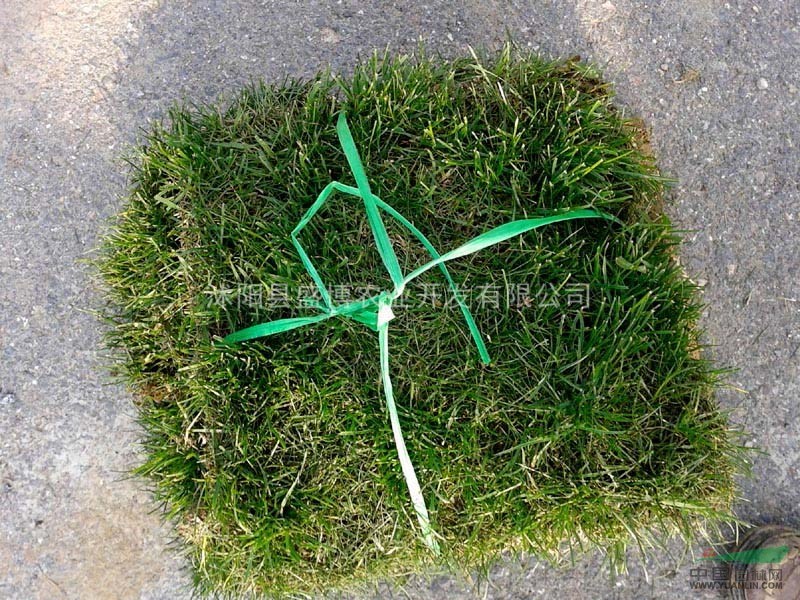青島馬尼拉草坪價格 青島馬尼拉草坪價格3.85/方