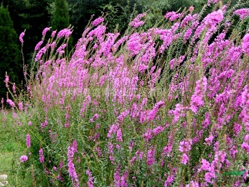 青島千屈菜價格 青島千屈菜價格0.2元/株