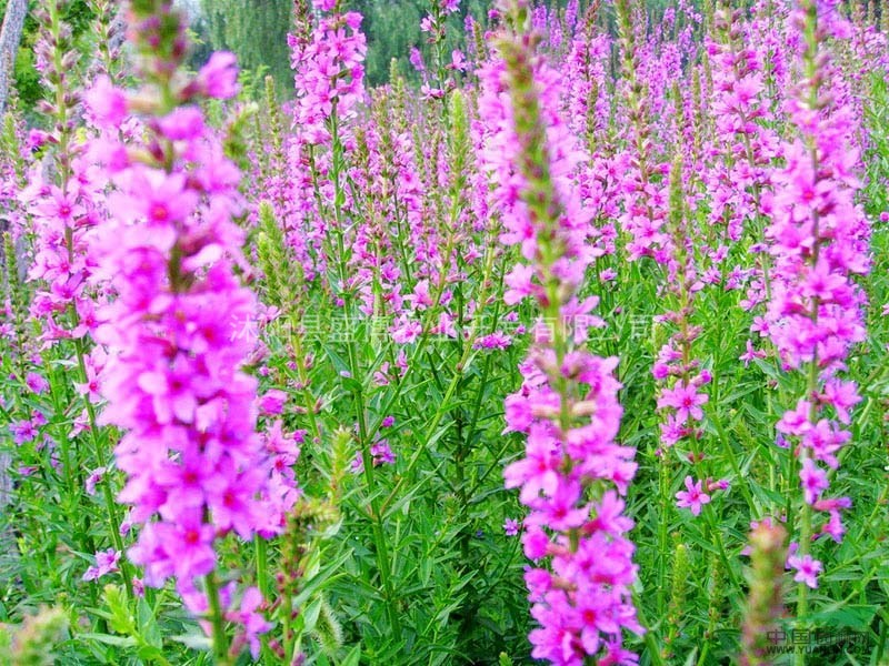 青島千屈菜價格 青島千屈菜價格0.2元/株