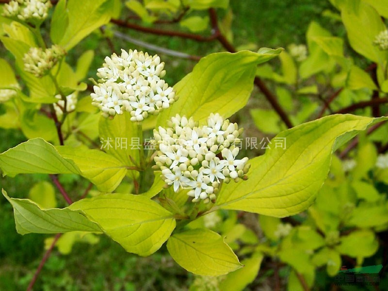 淄博紅端木價(jià)格 30公分50公分淄博紅端木價(jià)格