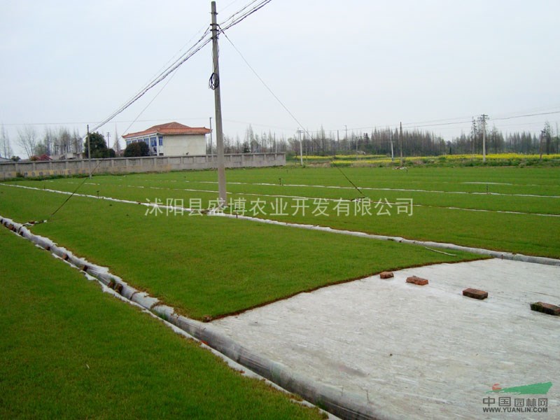 淄博百慕大草坪價格 淄博百慕大草坪價格3.2元/方