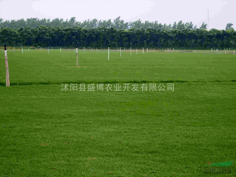 淄博百慕大草坪價格 淄博百慕大草坪價格3.2元/方