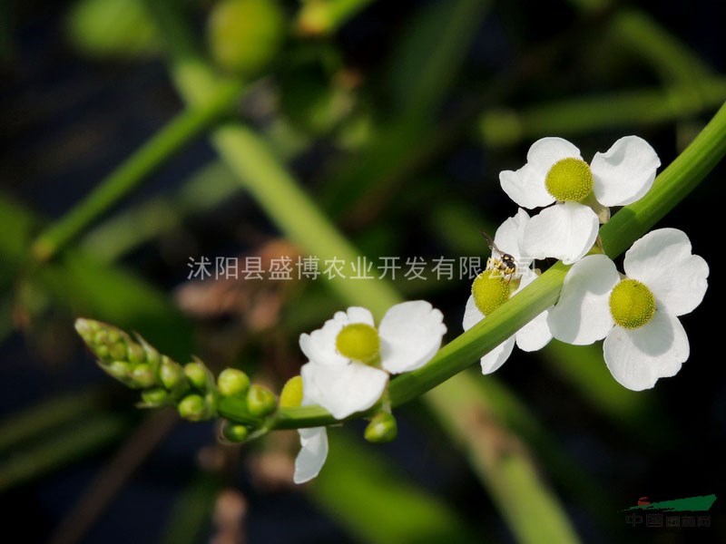 淄博慈姑價(jià)格 淄博慈姑價(jià)格0.48元/株