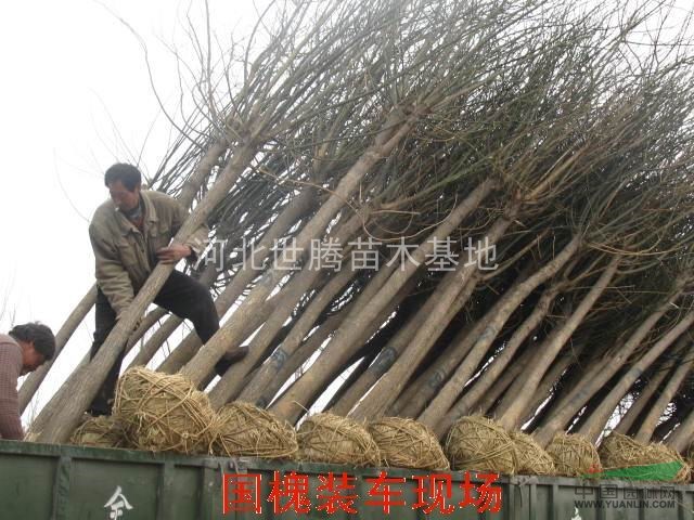 國槐胸徑15公分價(jià)格 河北國槐樹新報(bào)價(jià)表