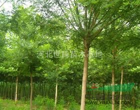 國槐胸徑15公分價(jià)格 河北國槐樹新報(bào)價(jià)表