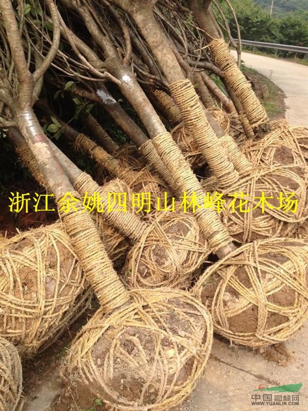 中国的晚樱在哪里