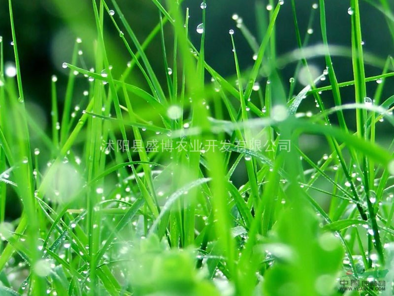 棗莊中華結(jié)縷草價(jià)格 棗莊中華結(jié)縷草價(jià)格4.5元/平方。