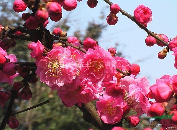 棗莊紅梅價(jià)格 4公分棗莊紅梅價(jià)格