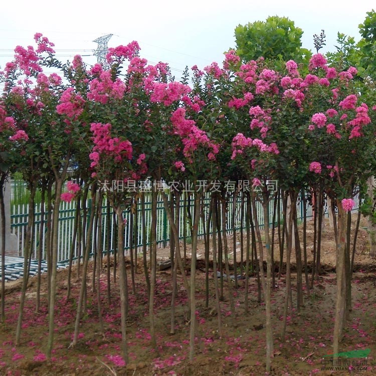 淄博紅花紫薇價(jià)格 200公分2公分3公分淄博紅花紫薇價(jià)格
