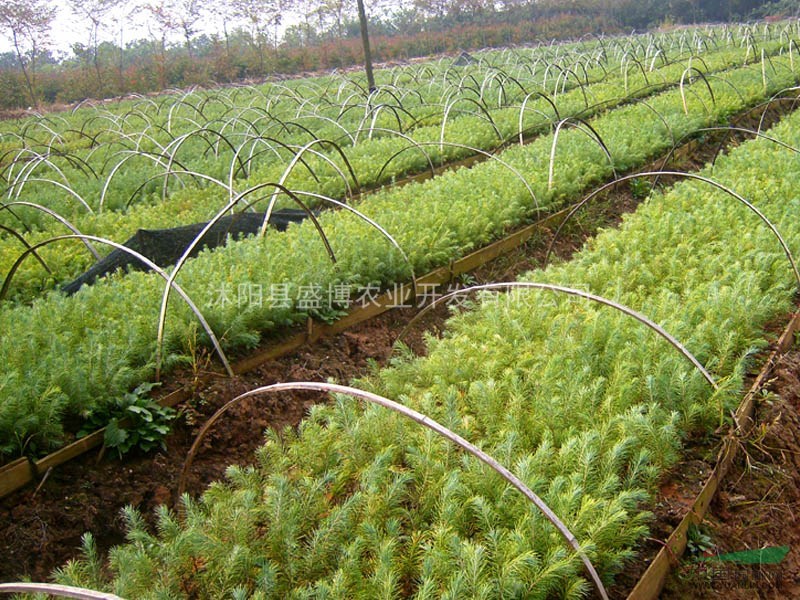 淄博雪松價(jià)格 400公分450公分500公分淄博雪松價(jià)格