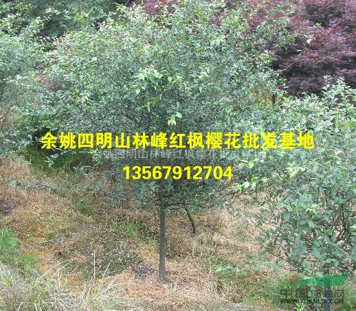 垂丝海棠、垂丝海棠苗、垂丝海棠价格、垂丝海棠实图