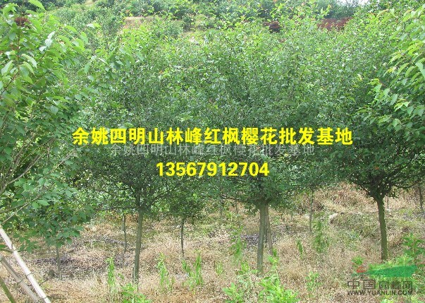 供应垂丝海棠、垂丝海棠大小苗、垂丝海棠工程苗