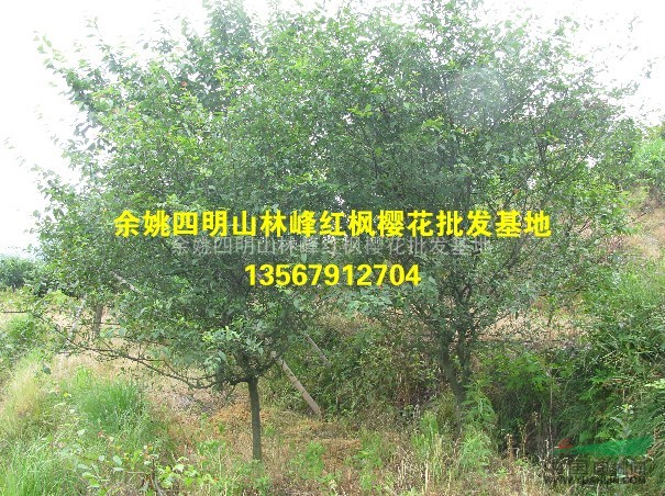 供应垂丝海棠、垂丝海棠大小苗、垂丝海棠工程苗