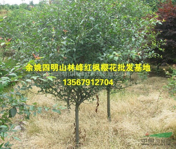 供应垂丝海棠、垂丝海棠大小苗、垂丝海棠工程苗