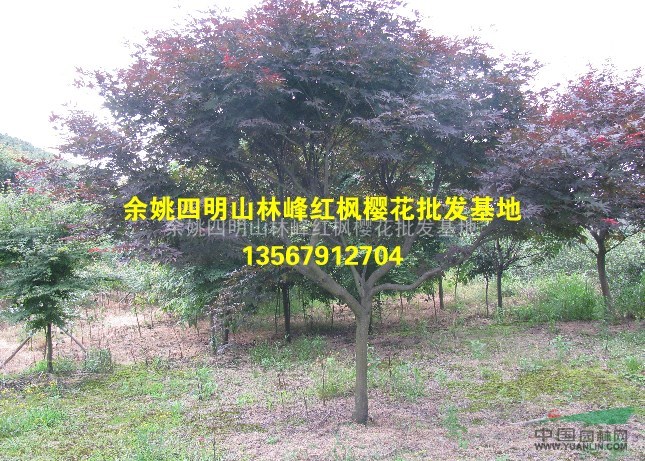 余姚四明山红枫樱花基地