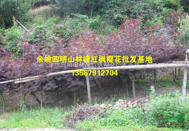 余姚四明山红枫樱花基地