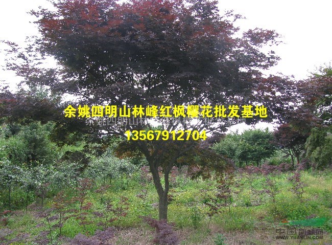 余姚精品红枫、红枫工程苗、红枫价格