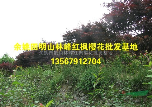 余姚精品红枫、红枫工程苗、红枫价格