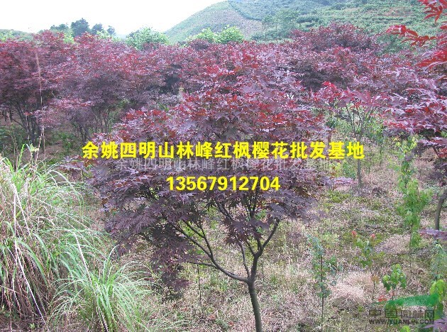 余姚精品红枫、红枫工程苗、红枫价格