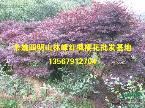 供应红枫、日本红枫
