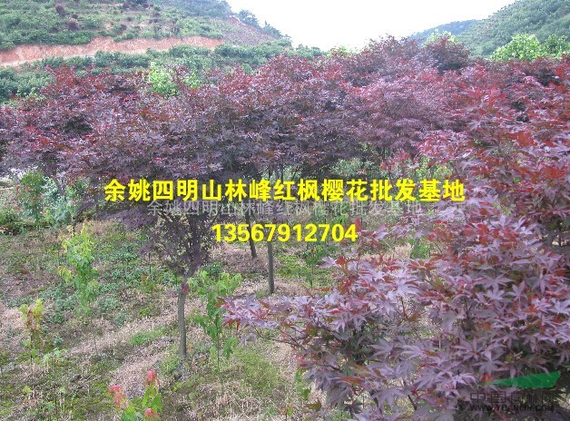 中国红枫樱花--余姚四明山