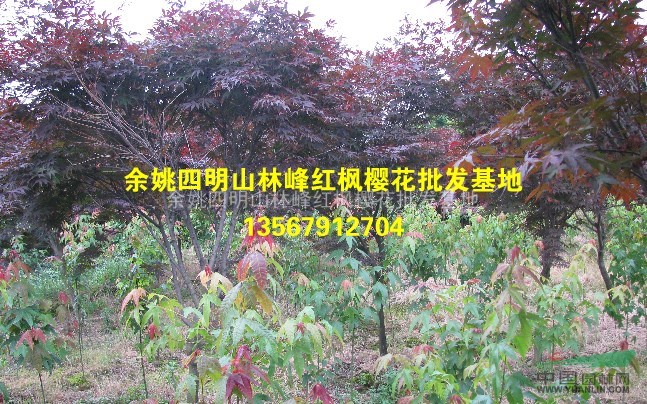 中国红枫樱花--余姚四明山