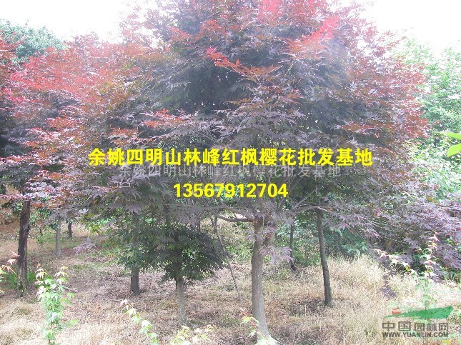 中国红枫樱花--余姚四明山