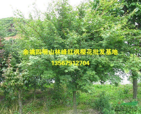 鸡爪槭工程用苗、鸡爪槭工程报价