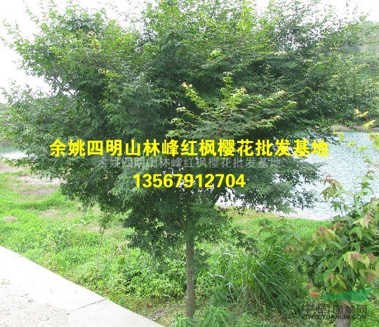 供应精品鸡爪槭